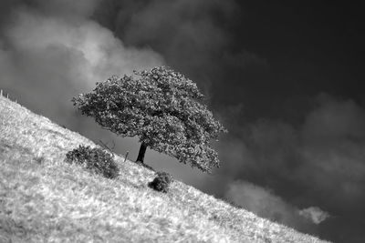 Low angle view of flowering trees against sky during winter