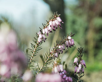 Close-up of insect on purple flower