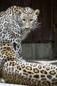 animal