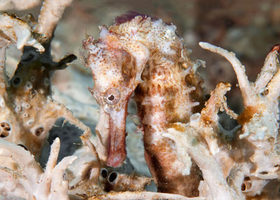 Close-up of dead fish in sea