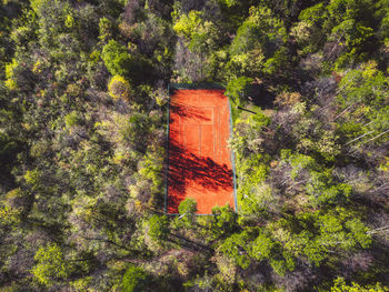 Trees in forest