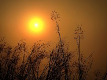 Low angle view of silhouette plants against orange sky