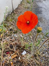 High angle view of red poppy flower