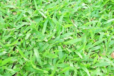 Full frame shot of fresh green plants