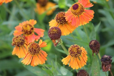 Close-up of flowers blooming outdoors