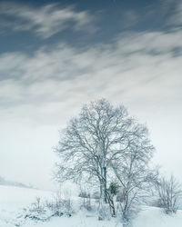 Bare tree on snow covered landscape