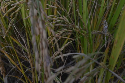 Close-up of wheat growing on field