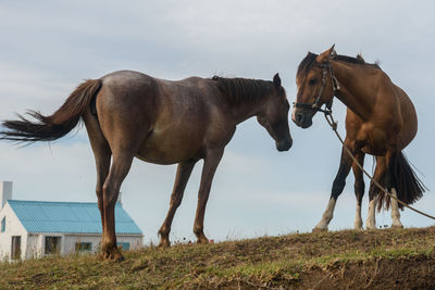 Horses on a field