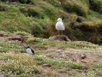 Seagull perching on rock