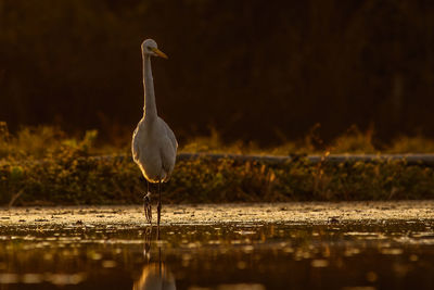 Seagull perching on a lake