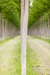 Close-up of bamboo tree trunk