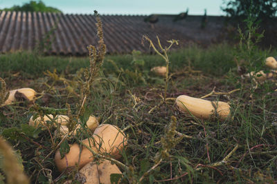 Close-up of mushroom growing on field