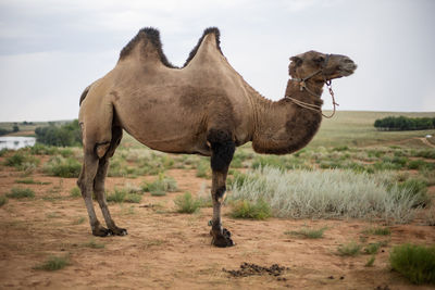 Lonely camel stands in the desert where there is grass in summer in the heat