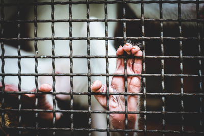 A monkey feeling loneliness and sadness behind jail.  placed in a cage in the zoo