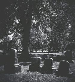 Trees in forest