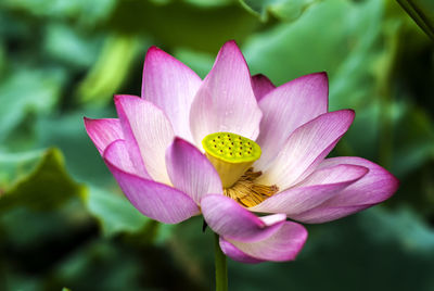 Close-up of pink water lily