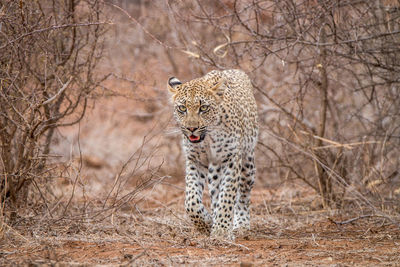 Leopard walking on field amidst dry plants