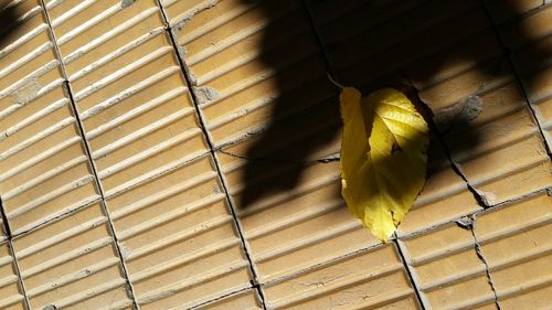 Low angle view of yellow bird in cage