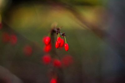 Close-up of insect on red flower