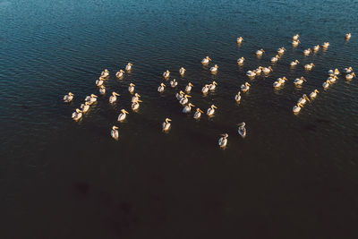 High angle view of birds swimming in lake