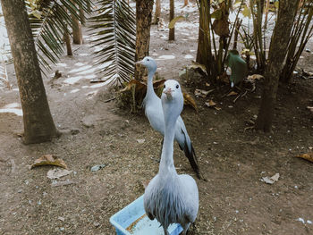 High angle view of birds on field