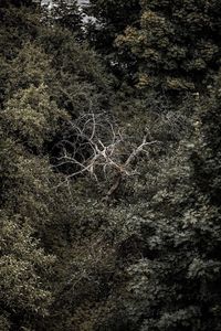 Close-up of tree in forest