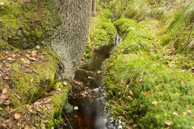 Moss growing on tree trunk in forest