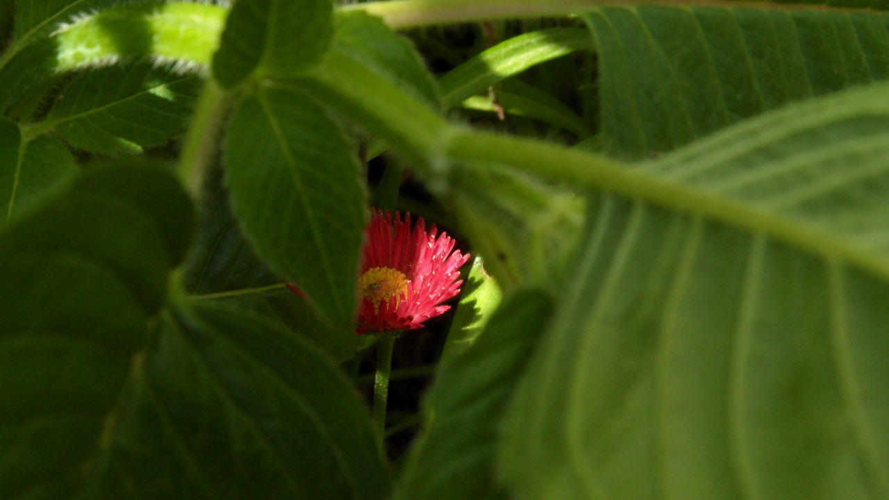 CLOSE-UP OF RED FLOWER PLANT