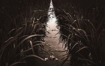 Close-up of grass growing on field