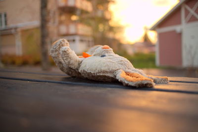 Close-up of teddy bear on wooden table during sunset