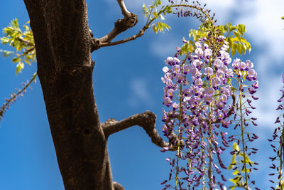 Close-up beautiful full bloom of purple pink wisteria blossom trees flowers in springtime sunny day