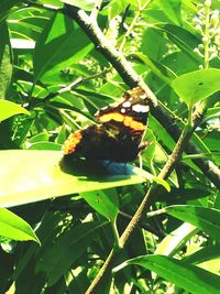 Butterfly perching on plant