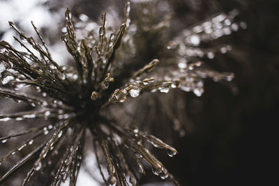 Close-up of wet pine tree during winter