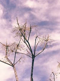 Low angle view of bare tree against sky