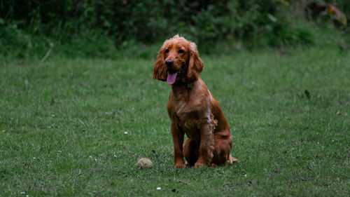 Portrait of dog on field