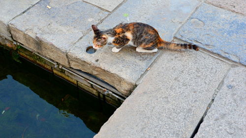 High angle portrait of cat on water