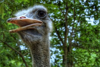 Close-up of ostrich