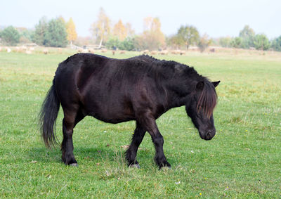 Horse standing in a field