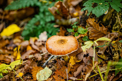 Close-up of mushrooms growing on field