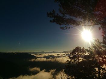 Sun shining through trees