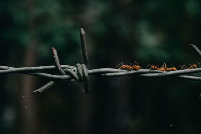 Close-up of insect on twig