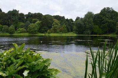 Reflection of trees in lake