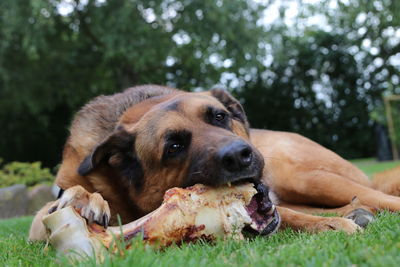 Portrait of dog lying on grass