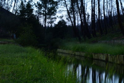 Scenic view of forest