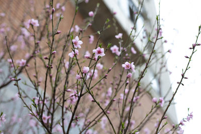 Close-up of pink cherry blossoms in spring