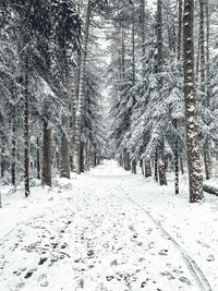 Snow covered trees in forest