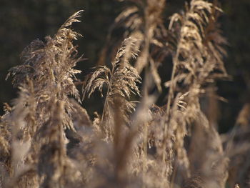 Close-up of stalks in field