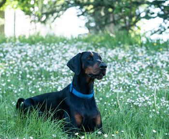 Dog looking away in field