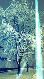 Reflection of trees in water