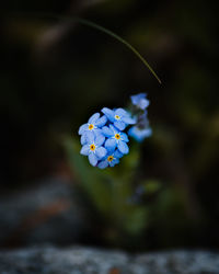 Close-up of purple flowering plant